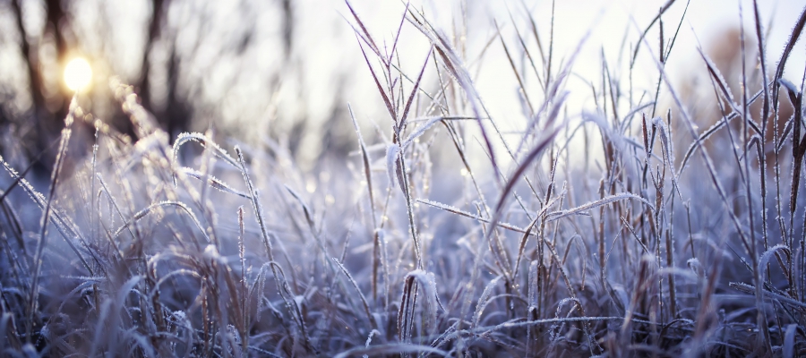 Frost-covered grass and sun