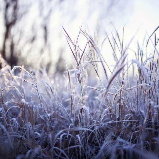 Frost-covered grass and sun