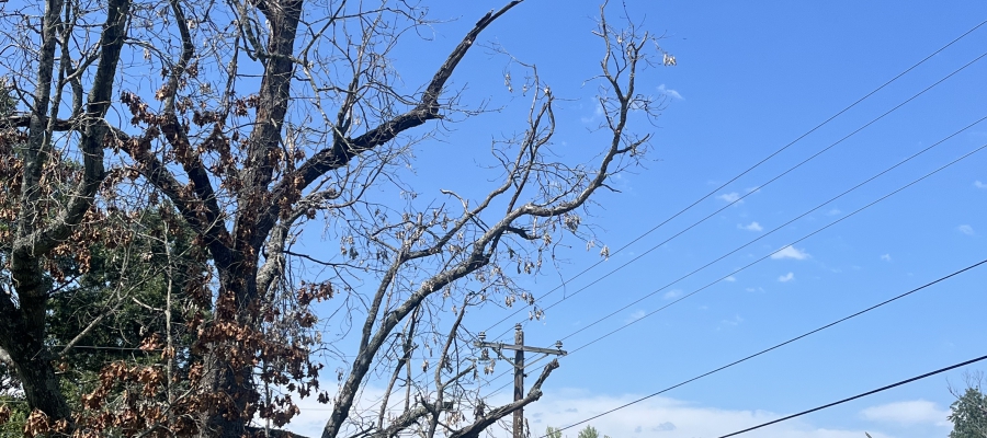 Dead tree near power lines