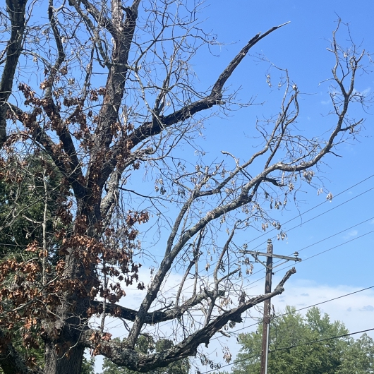 NAEC tackling dead trees to avoid potential outages
